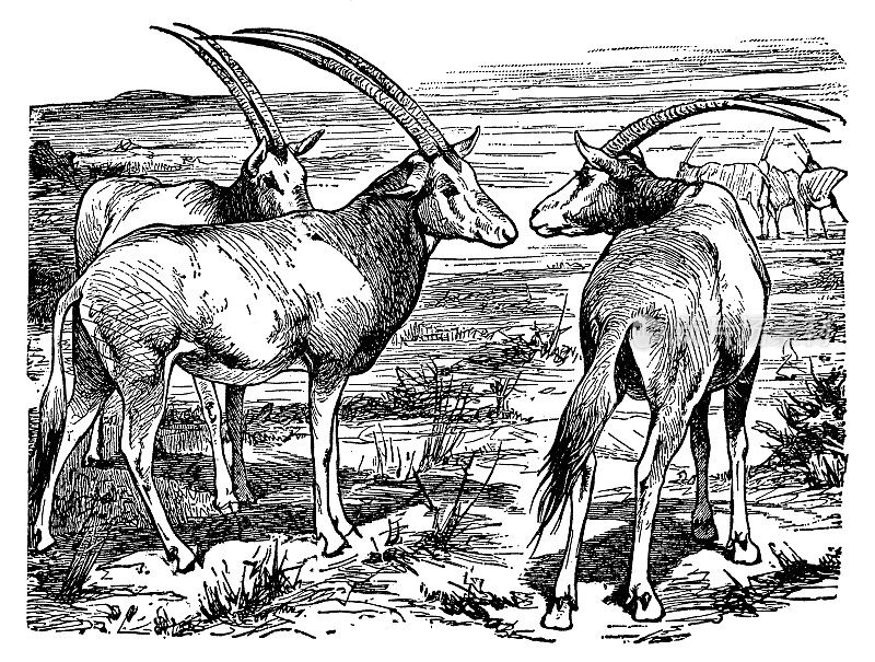 普通北萨羚羊(Oryx Beisa Beisa) - 19世纪